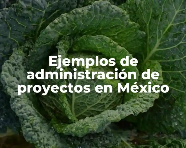 Ejemplos de administración de proyectos en México