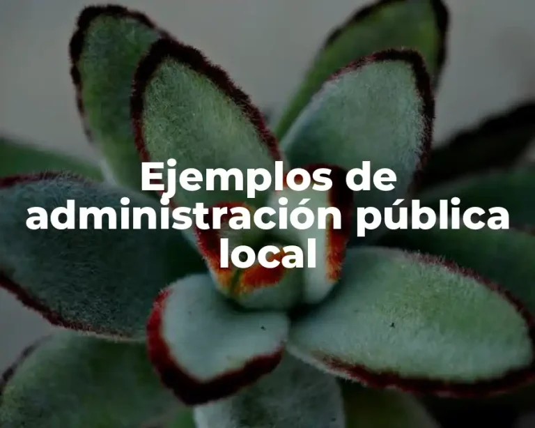 Ejemplos de administración pública local