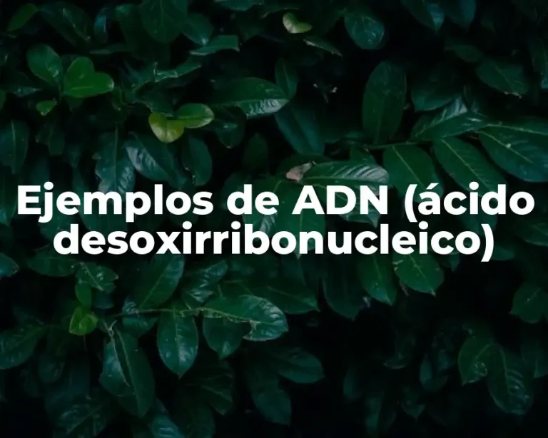 Ejemplos de ADN (ácido desoxirribonucleico)