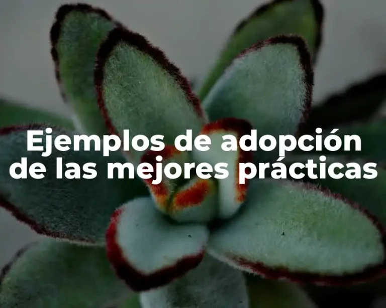 Ejemplos de adopción de las mejores prácticas