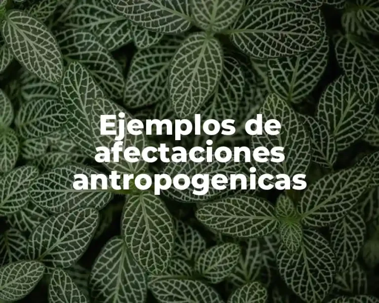 Ejemplos de afectaciones antropogenicas