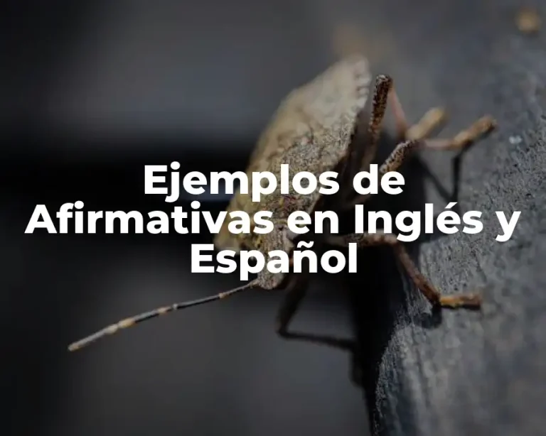 Ejemplos de Afirmativas en Inglés y Español