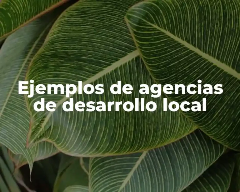 Ejemplos de agencias de desarrollo local