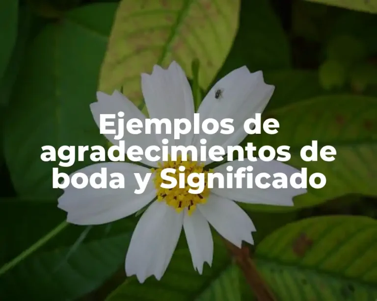 Ejemplos de agradecimientos de boda y Significado