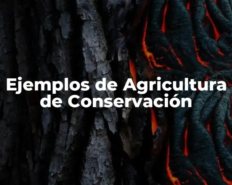 Ejemplos de Agricultura de Conservación