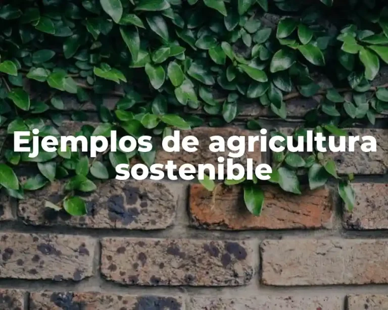 Ejemplos de agricultura sostenible