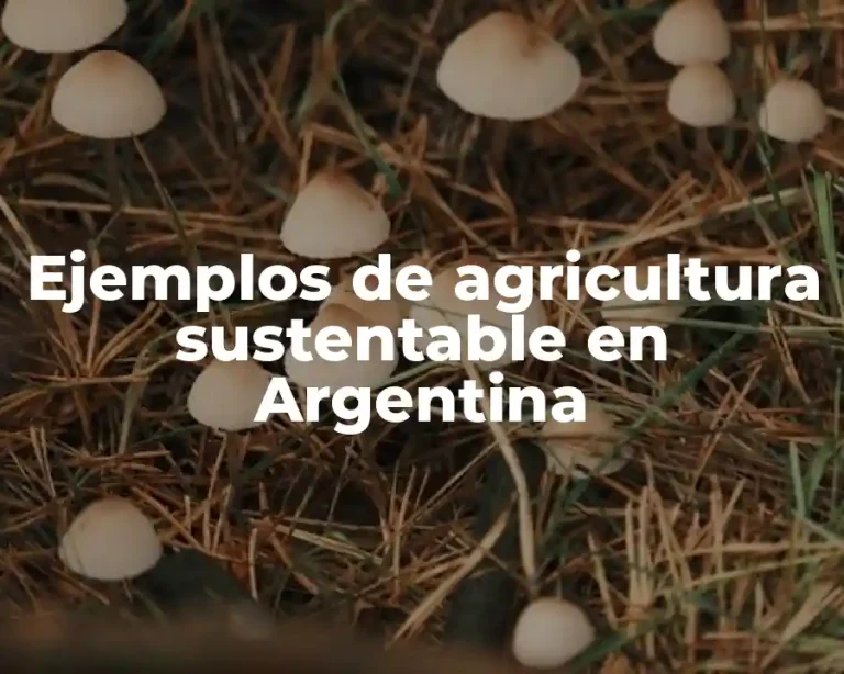 Ejemplos de agricultura sustentable en Argentina