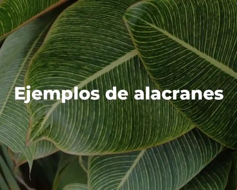 Ejemplos de alacranes