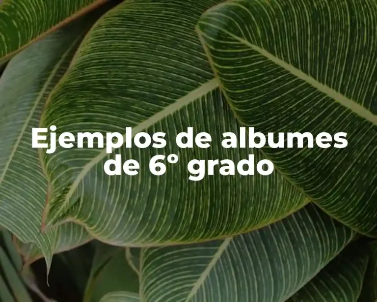 Ejemplos de albumes de 6º grado