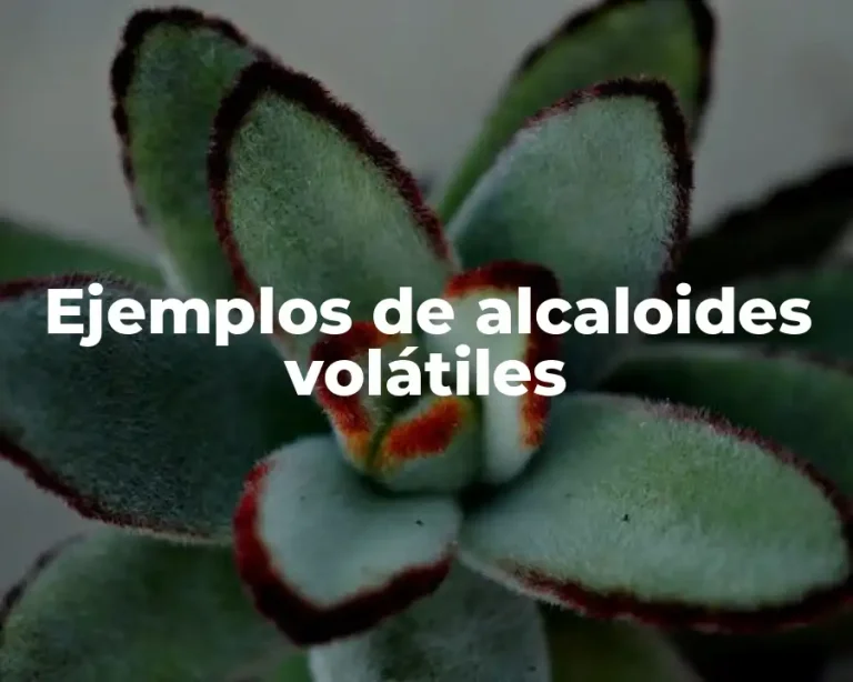 Ejemplos de alcaloides volátiles