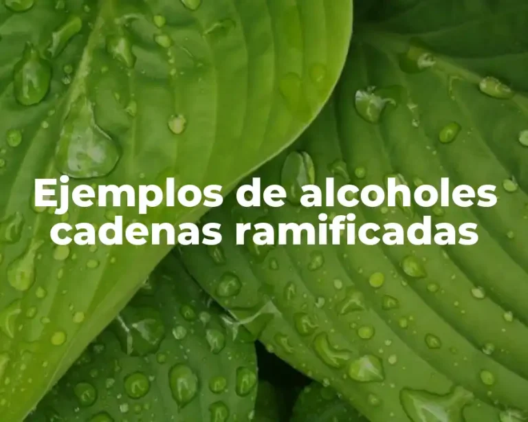 Ejemplos de alcoholes cadenas ramificadas
