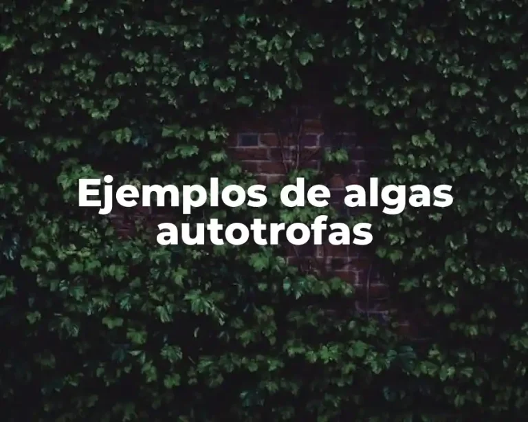Ejemplos de algas autotrofas