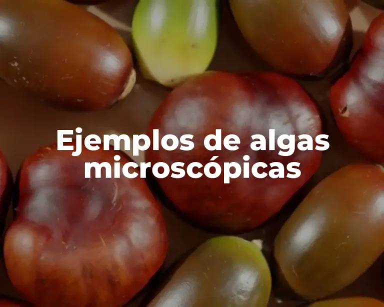 Ejemplos de algas microscópicas