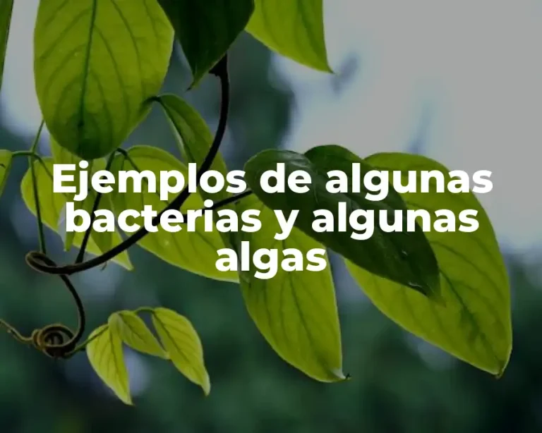 Ejemplos de algunas bacterias y algunas algas