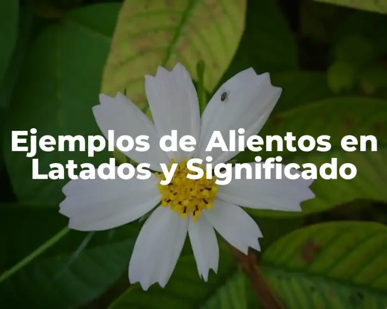 Ejemplos de Alientos en Latados y Significado