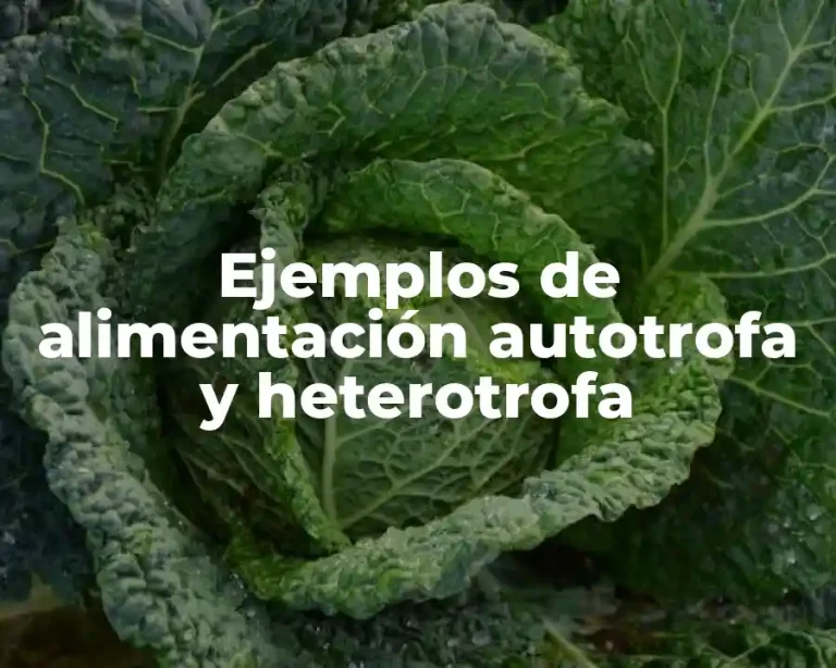 Ejemplos de alimentación autotrofa y heterotrofa