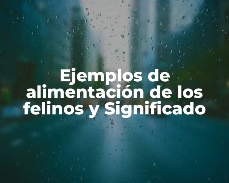Ejemplos de alimentación de los felinos y Significado