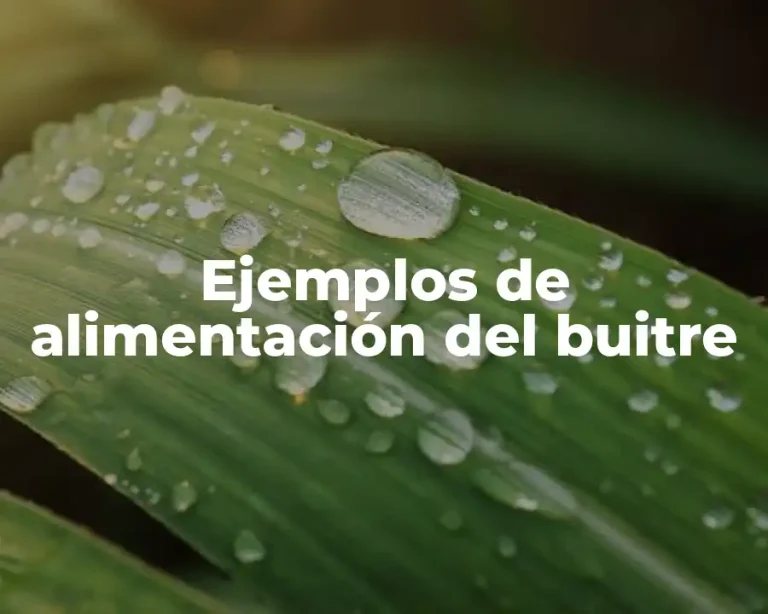 Ejemplos de alimentación del buitre