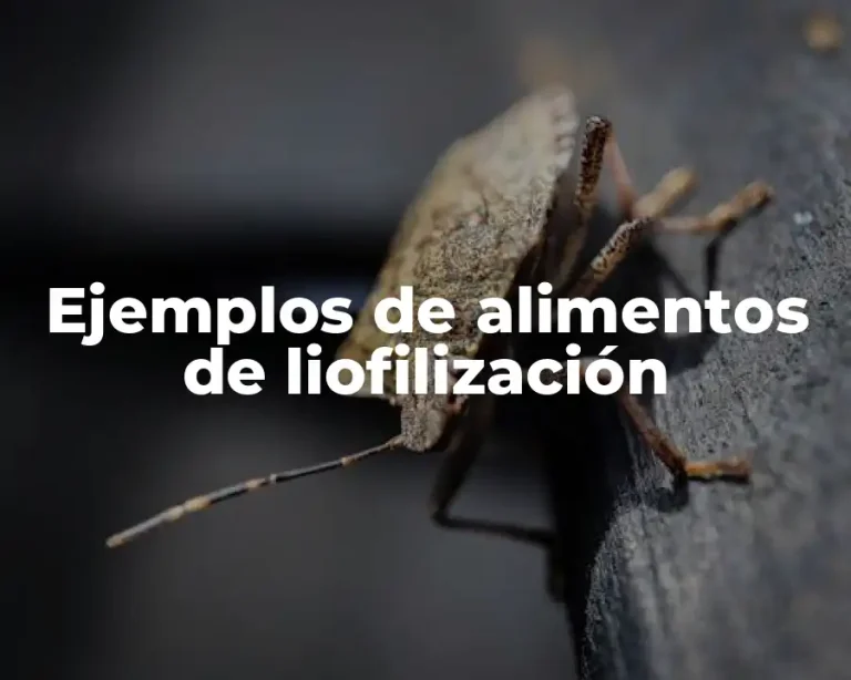 Ejemplos de alimentos de liofilización