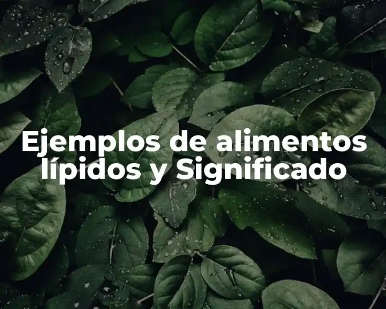 Ejemplos de alimentos lípidos y Significado