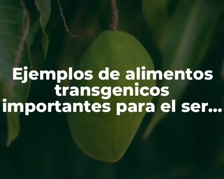 Ejemplos de alimentos transgenicos importantes para el ser humano y Significado
