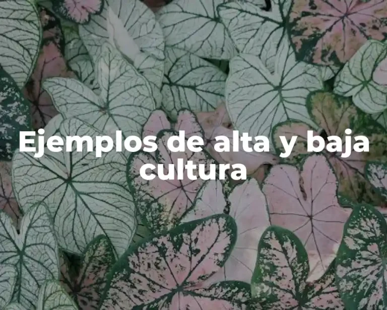 Ejemplos de alta y baja cultura