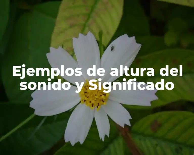 Ejemplos de altura del sonido y Significado