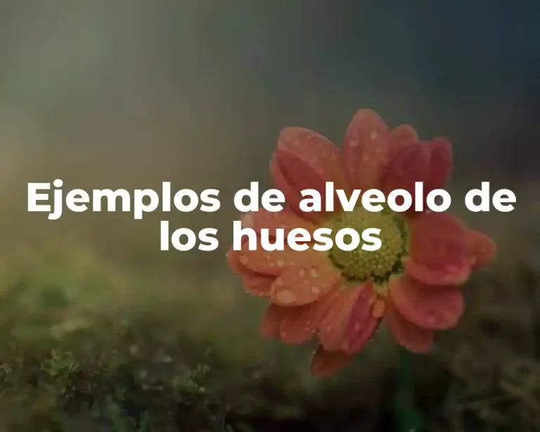 Ejemplos de alveolo de los huesos