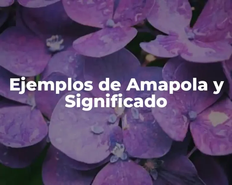 Ejemplos de Amapola y Significado