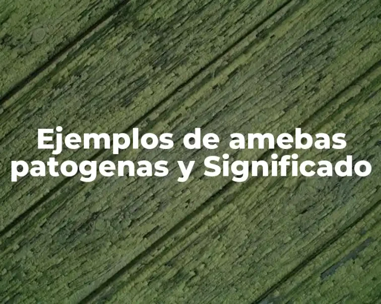 Ejemplos de amebas patogenas y Significado