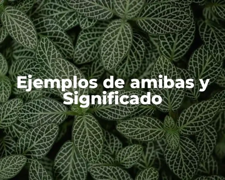 Ejemplos de amibas y Significado