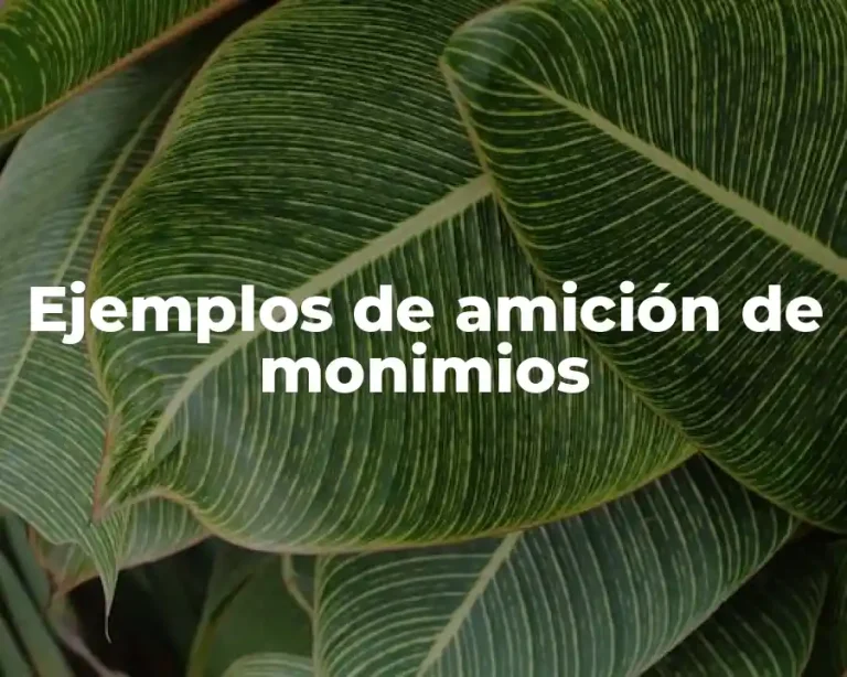 Ejemplos de amición de monimios