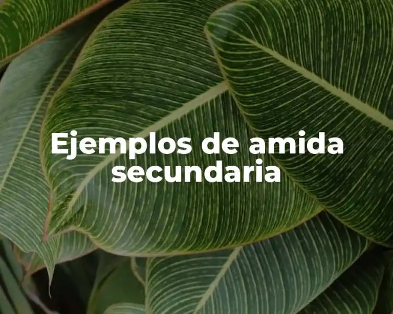 Ejemplos de amida secundaria
