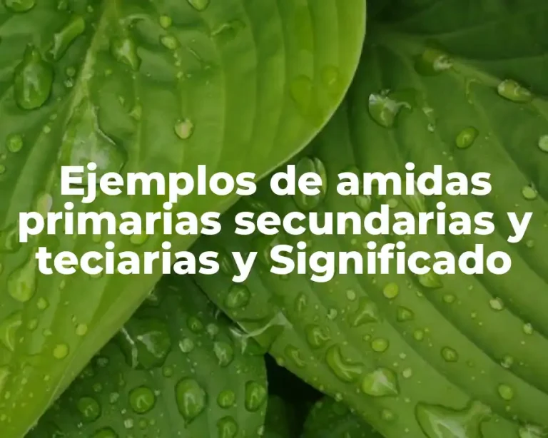 Ejemplos de amidas primarias secundarias y teciarias y Significado