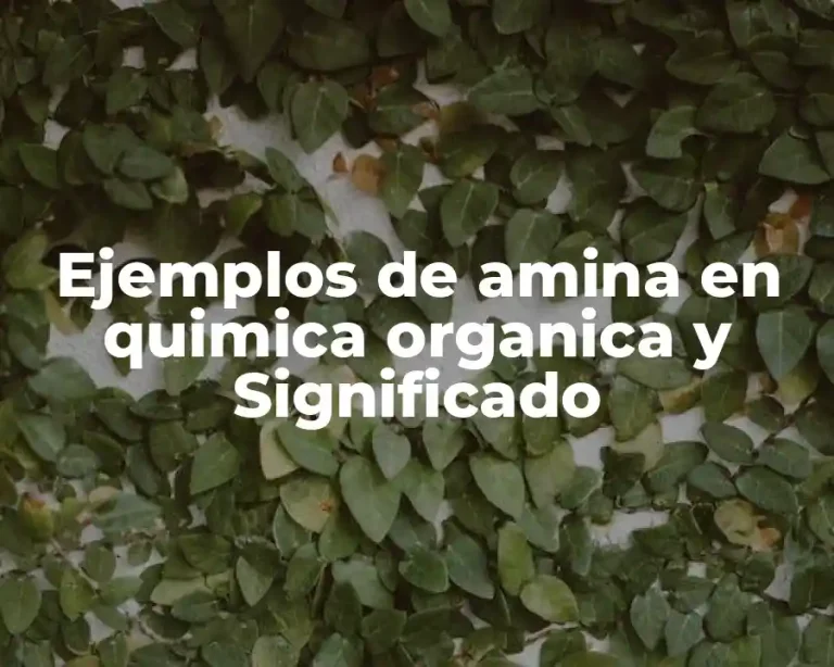 Ejemplos de amina en quimica organica y Significado