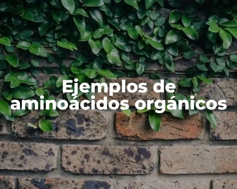 Ejemplos de aminoácidos orgánicos