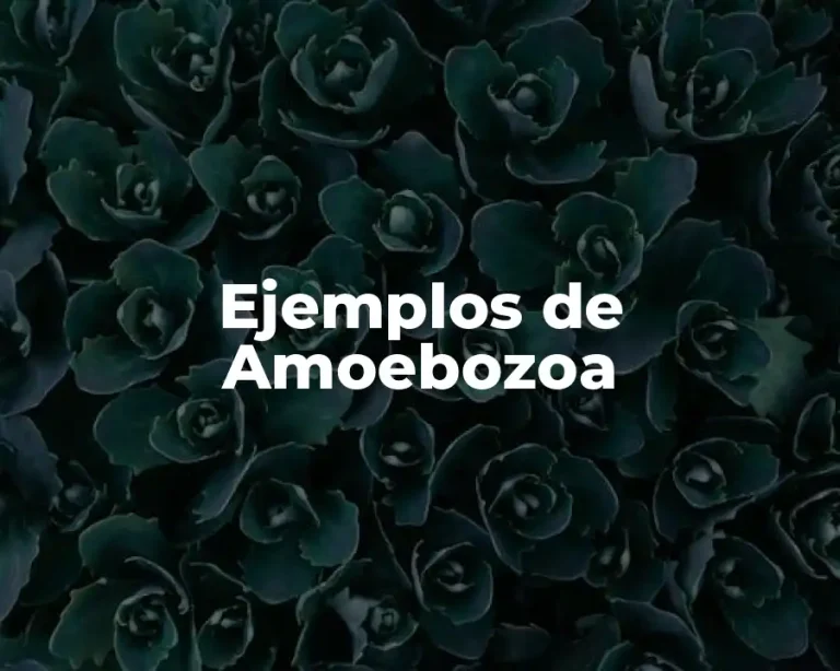 Ejemplos de Amoebozoa