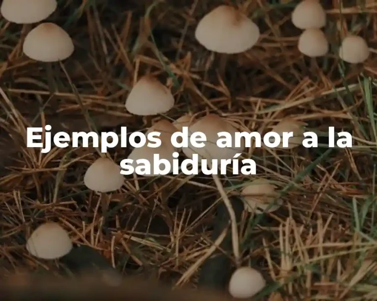 Ejemplos de amor a la sabiduría