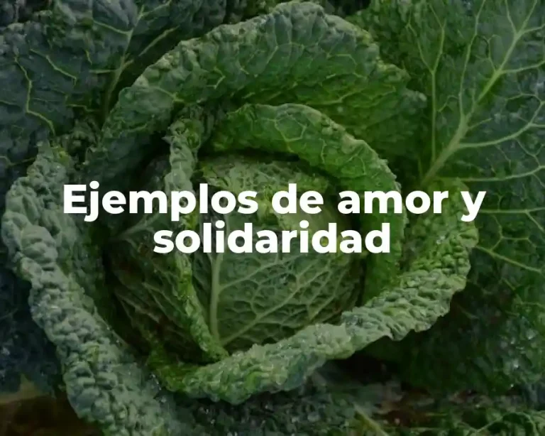 Ejemplos de amor y solidaridad