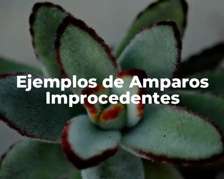 Ejemplos de Amparos Improcedentes