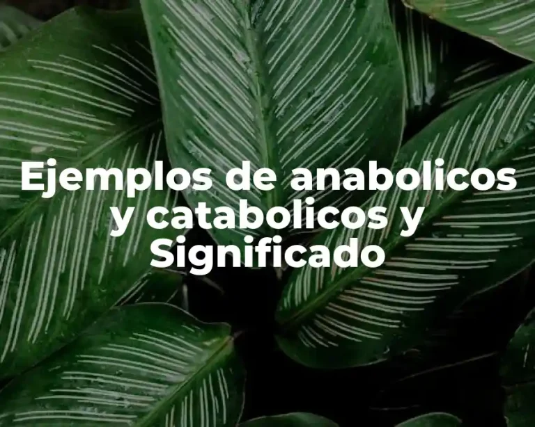 Ejemplos de anabolicos y catabolicos y Significado