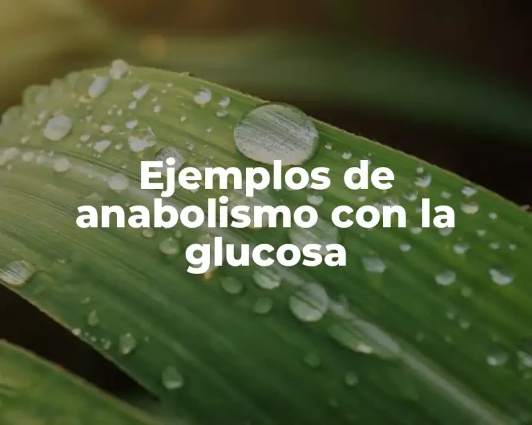 Ejemplos de anabolismo con la glucosa