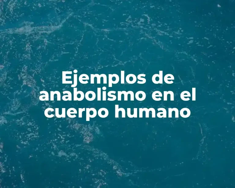 Ejemplos de anabolismo en el cuerpo humano