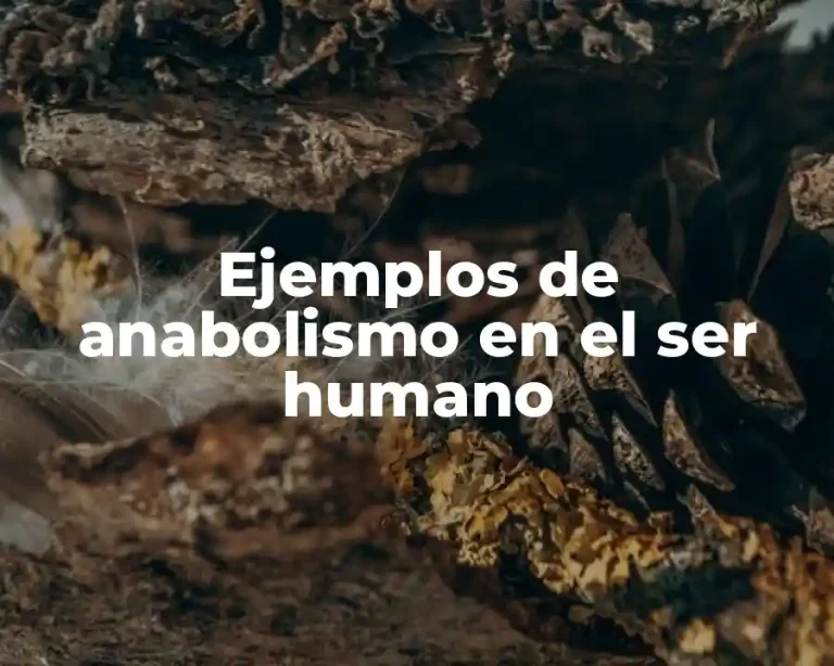 Ejemplos de anabolismo en el ser humano