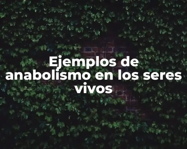 Ejemplos de anabolismo en los seres vivos