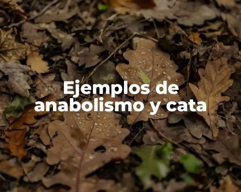 Ejemplos de anabolismo y cata