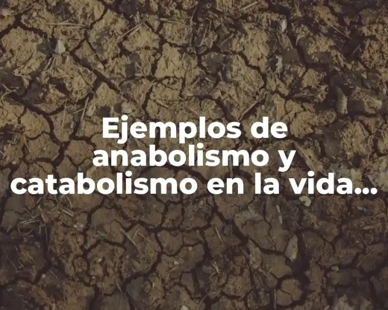 Ejemplos de anabolismo y catabolismo en la vida diaria