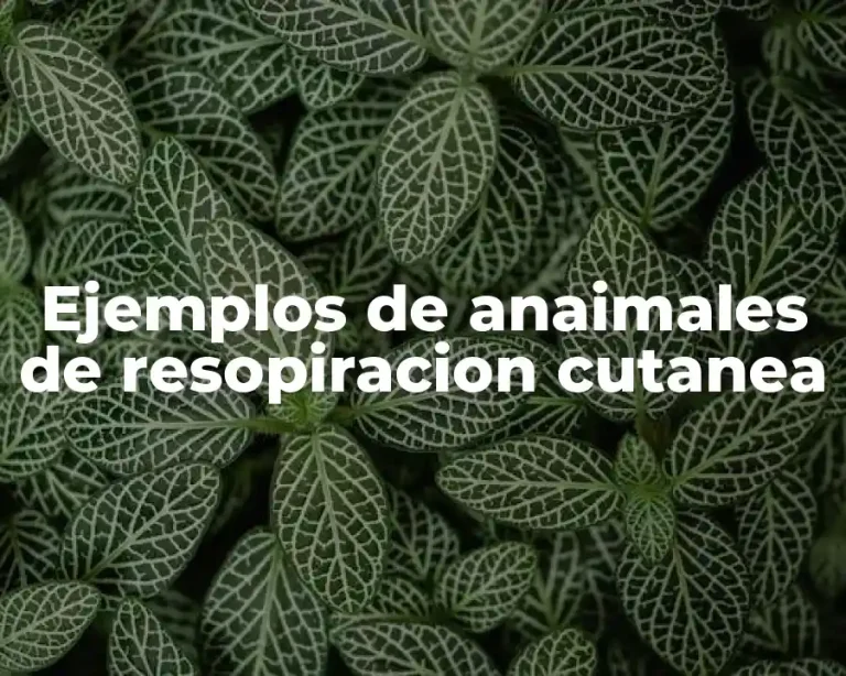 Ejemplos de anaimales de resopiracion cutanea