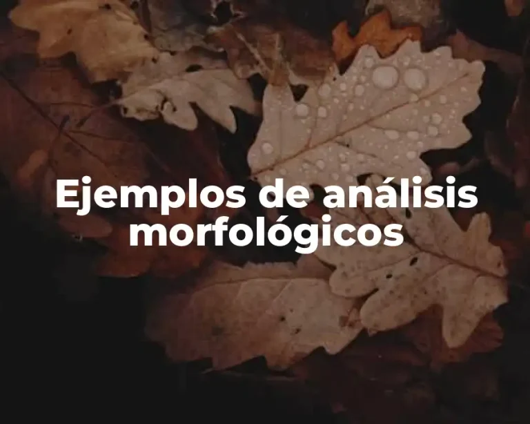 Ejemplos de análisis morfológicos
