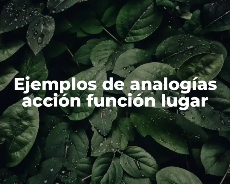 Ejemplos de analogías acción función lugar